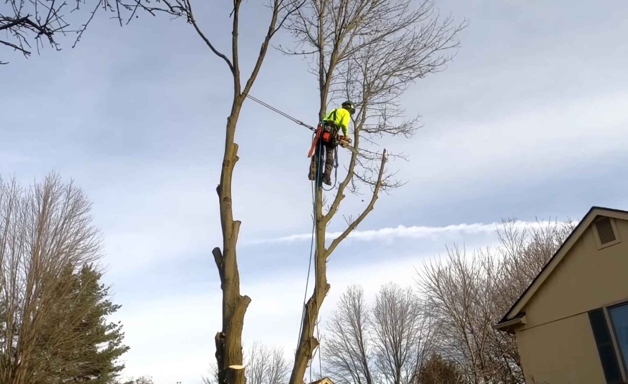 Arborist inspecting tree for removal in Four Corners, FL